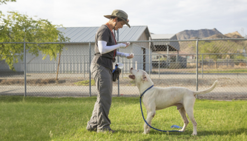 dog training techniques Arizona
